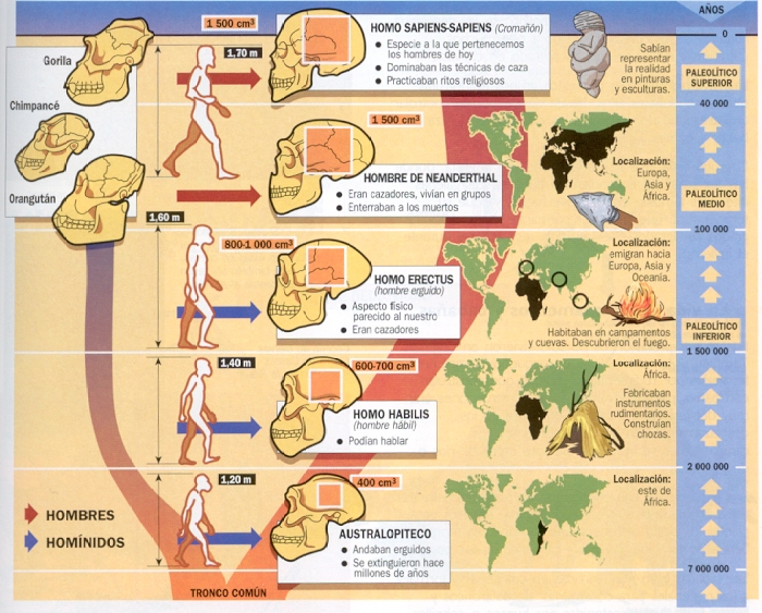 Podrían Revolucionar La Evolución Humana