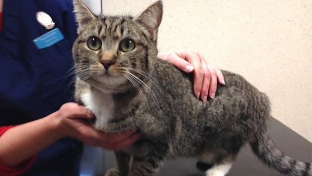 Gata perdida en España fue encontrada en Escocia