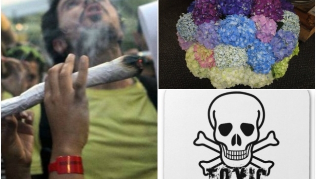 'Porros' de hortensia: un sustituto de la marihuana.