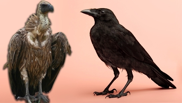 Cuervos vs Buitres: la Iglesia se planta contra los holdouts