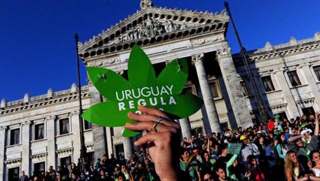 Uruguay: en tres meses hay 1.200 cultivadores de marihuana legales