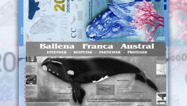 Otro papelón: el nuevo billete de 200 pesos tiene impresa al revés la ballena franca austral