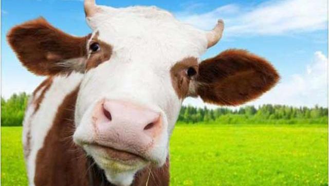 El mejor equipo en 50 años: ahora también sube la importación de cuero