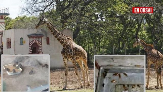 Matan a la Jirafa y a la rinoceronta en el zoológico de Buenos Aires por negocio inmobiliario 
