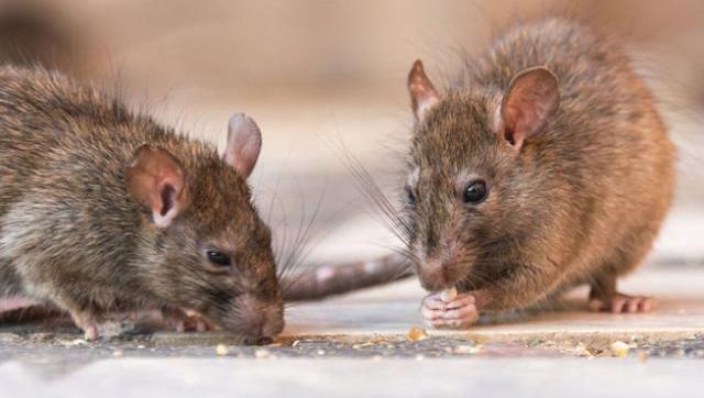 Confirman un nuevo caso de hantavirus en territorio de Vidal y hay preocupación