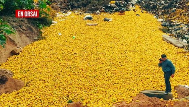 En Tucumán, desechan y regalan toneladas de limones porque no pueden procesarlos