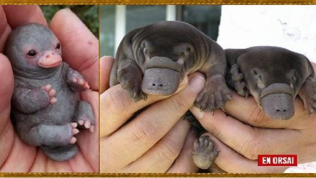 Con los ornitorrincos no, eh?