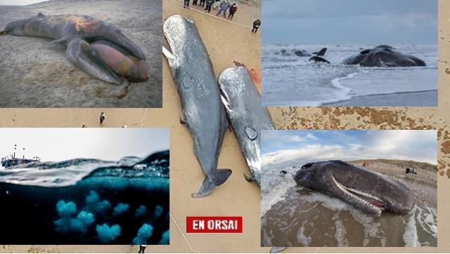 Greenpeace: menos ballenas en el Mar Argentino por un tratado de Cambiemos antes de irse
