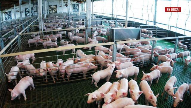 Carne porcina a China: ventajas y potenciales riesgos. ¿Es posible conciliar ambas demandas?