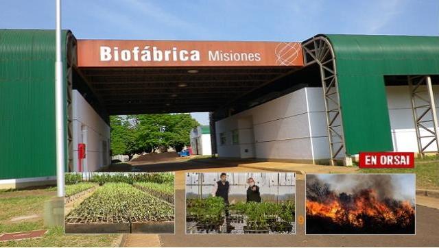 Recuperarán áreas quemadas en Santa Fe y Córdoba con plantines de la Biofábrica de Misiones