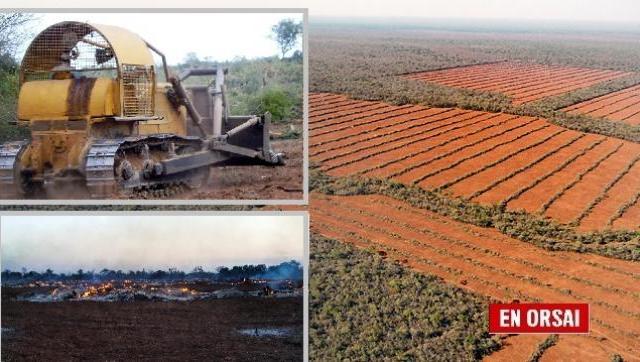 La expansión sin freno de la frontera agropecuaria: así matan a los bosques nativos