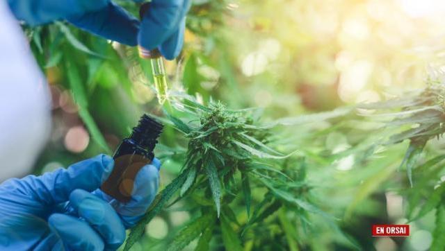 Farmacéuticos celebraron el avance en el acceso al aceite de cannabis medicinal