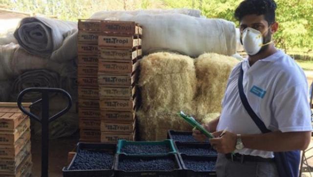 No sorprende: encuentran menores trabajando en cosechas en territorio bonaerense