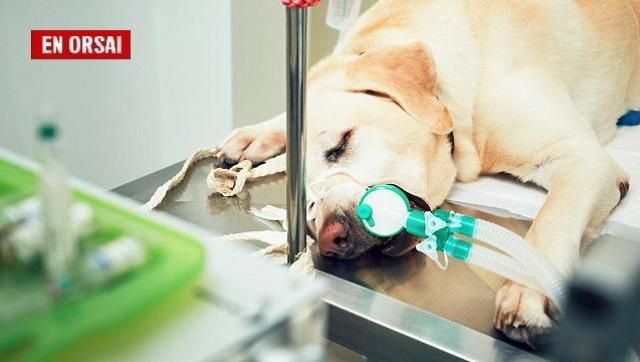 Según los investigadores, los animales contagiados tuvieron manifestaciones clínicas atípicas, incluidas anomalías cardíacas y un deterioro profundo del estado de salud general.