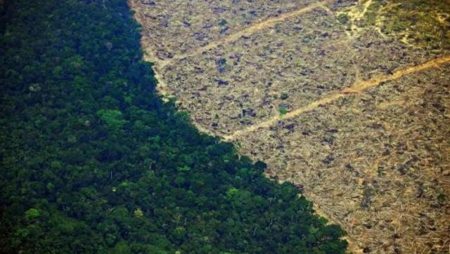 El mundo deforestó el equivalente a toda Suiza en el año de la pandemia