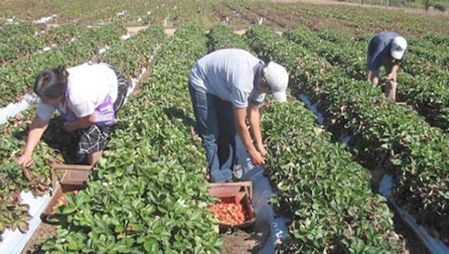 Entidades de pequeños productores lanzan la Mesa Agroalimentaria Argentina