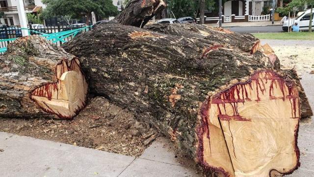 Denuncian negociado en la extracción y tala de árboles por parte de empresas privadas con la Ciudad de Buenos Aires