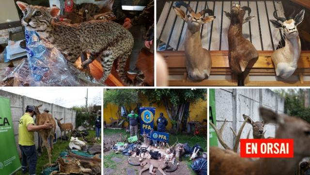 Fueron decomisados productos de fauna silvestre en talleres clandestinos de taxidermias