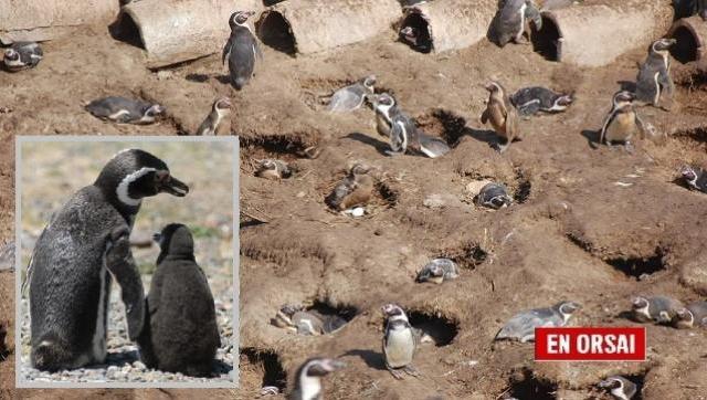 Un hombre abrió un camino en Punta Tombo, aplastó 140 nidos de pingüinos y electrificó cerca de un centenar de ejemplares