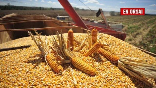 Los precios del trigo y el maíz cerraron con fuertes alzas tras el conflicto bélico en Ucrania