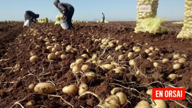 Productores de Papa y Nuez empleaban trabajo infantil y adolescente en sus plantaciones