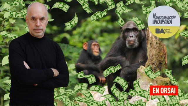 Larreta pagará $ 52.000.000 para trasladar dos chimpancés