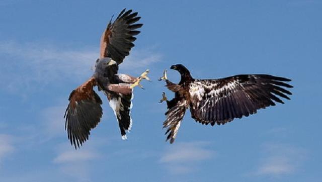 Halcones vs Halcones