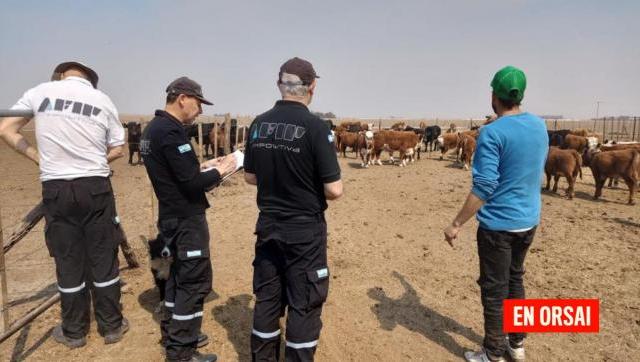 AFIP incautó 2.400 toneladas de granos en un feedlot que presentaba irregularidades