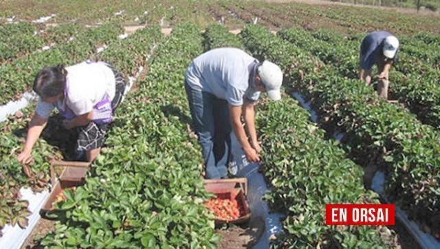 El gobierno anuncia ayuda de hasta $ 20.000 por hectárea a pequeños productores