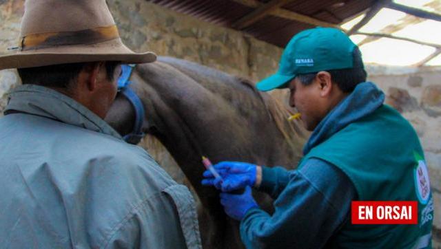 Alerta Sanitaria por Encefalomielitis Equina: Medidas Preventivas y Control Urgente en Catamarca