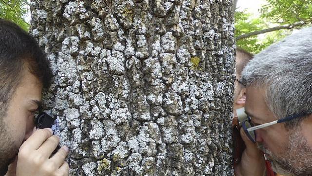 Líquenes, ciencia y patrimonio: investigadores argentinos usan biomonitoreo natural para proteger museos y salud